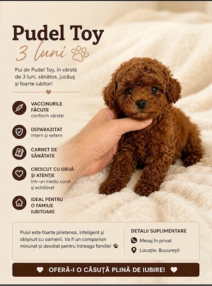 pudel toy cu pedigree talie mica 