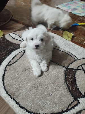 Bichoni foarte jucăuși si dragalasi!