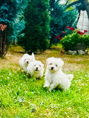 Bichon Maltez 