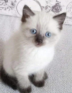 Ragdoll 