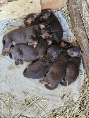 Pentru o casa noua catei jagd terrier talie mica 