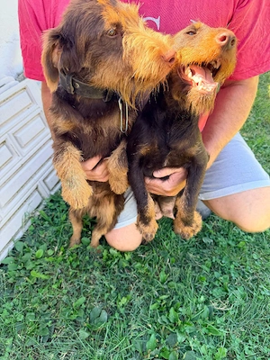 Pentru o casa noua catei jagd terrier talie mica  - imagine 5