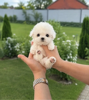 Bichon maltez mini toy  - imagine 2