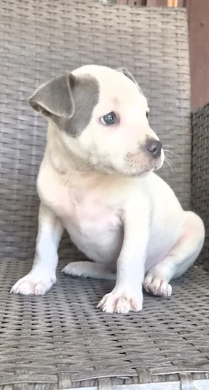 Cățelușa Amstaff blue 