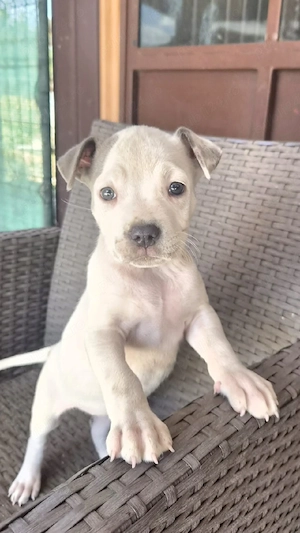 Cățelușa Amstaff blue  - imagine 2