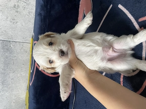 Pui bichon maltez  - imagine 4