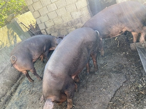 Porci de vanzare 150-160kg - imagine 4