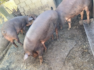 Porci de vanzare 150-160kg - imagine 3