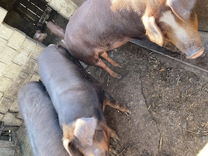 Porci de vanzare 150-160kg - imagine 2