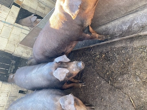 Porci de vanzare 150-160kg