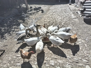 Vând lot gâște de curte (matcă + tineret dezvoltat)   crescute 100% natural