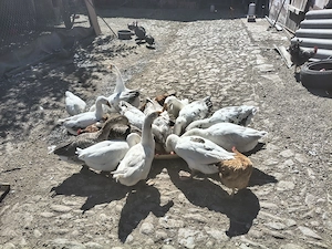 Vând lot gâște de curte (matcă + tineret dezvoltat)   crescute 100% natural - imagine 3
