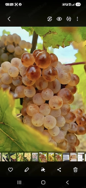 vând struguri de vin 