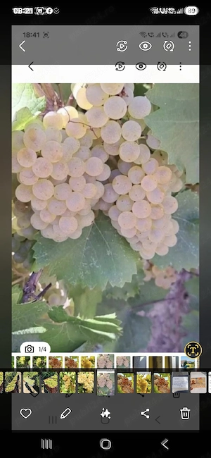 vând struguri de vin 