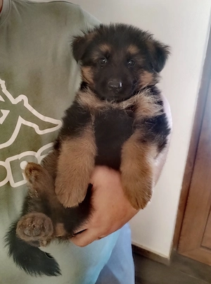 Puișori de Ciobănesc German
