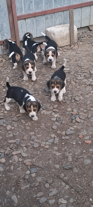 Cățeluși beagle - imagine 2