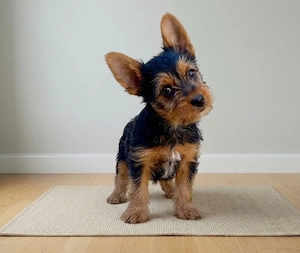 Yorkshire terrier Băiețel 