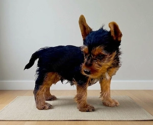 Yorkshire terrier Băiețel  - imagine 5