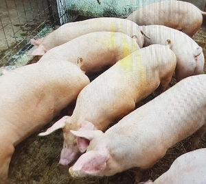 porci de vanzare 