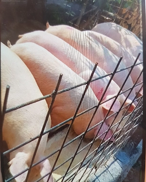 porci de vanzare 