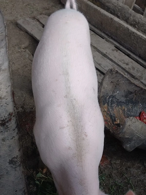 porc.       