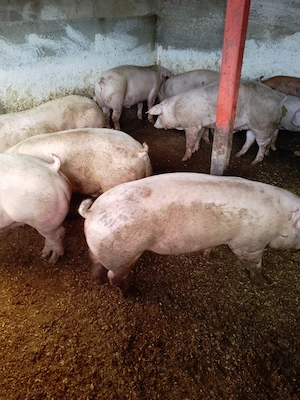 Vând porci mari de carne 