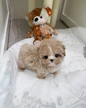 Maltipoo mini toy - imagine 2