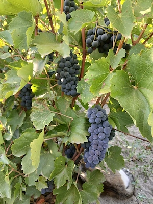 Vind struguri de vin zaibar si 1001