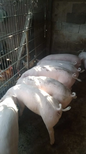 Purcei Landras de vanzare