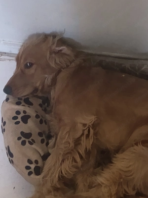 Donez cocker spaniel 1 an și 3 luni - imagine 4