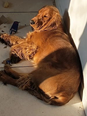 Donez cocker spaniel 1 an și 3 luni - imagine 2