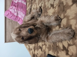 Donez cocker spaniel 1 an și 3 luni - imagine 3