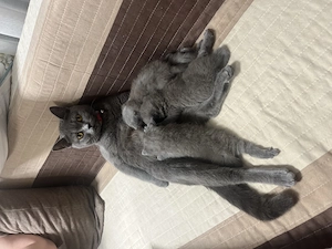 Pisică British Shorthair - imagine 2