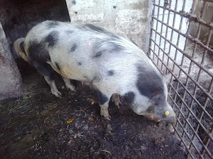 Porc de vanzare  - imagine 2