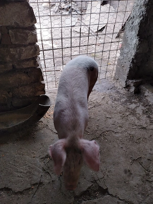 Vînd ce se vede,preț 750 lei
