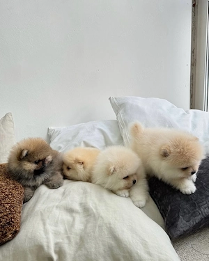 Veniți să vedeți puii noștri de Pomeranian, frumoși, sănătoși și afectuoși - imagine 4