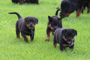 Pui de Rottweiler frumoși, sănătoși, uimitori și impresionanți - imagine 3