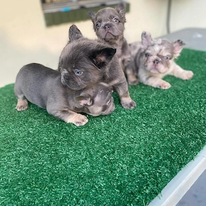 Pui sănătoși de bulldog francez de rasă pură  - imagine 2
