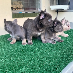 Pui sănătoși de bulldog francez de rasă pură  - imagine 4