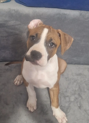 Vând pui Amstaff, femele, în vârstă de 2 luni - imagine 4