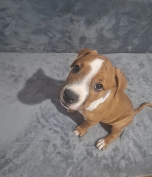 Vând pui Amstaff, femele, în vârstă de 2 luni - imagine 3