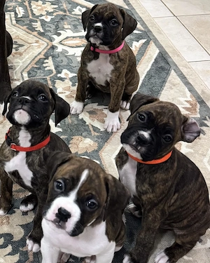Ai văzut puii ăștia drăguți de boxer? 