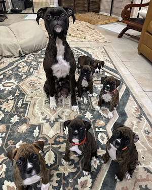 Ai văzut puii ăștia drăguți de boxer?  - imagine 4