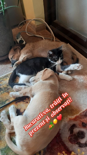 Super ofertă!!! 30 lei. Catelusi bison combinat cu alta rasă. Ultimele 3 fetite. - imagine 4