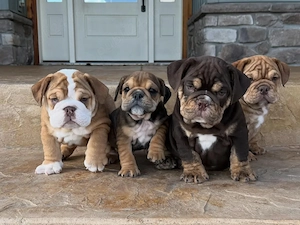 Nu ratați puii noștri de bulldog englez, de rasă pură și foarte sănătoși - imagine 2