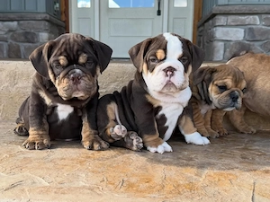 Nu ratați puii noștri de bulldog englez, de rasă pură și foarte sănătoși - imagine 3