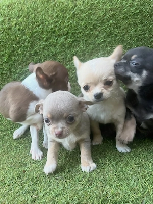 Uitați-vă la acești pui de chihuahua drăguți, minunați și adorabili - imagine 3