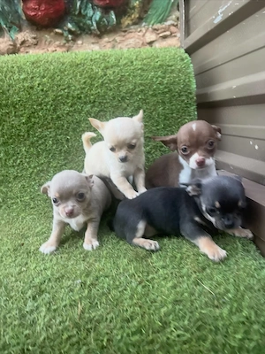 Uitați-vă la acești pui de chihuahua drăguți, minunați și adorabili - imagine 2