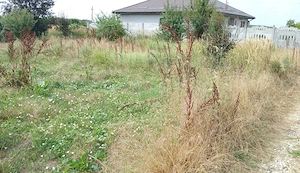 Teren intravilan--500 mp--Draganescu,Giurgiu--23m deschidere--19000 euro--negociabil - imagine 5