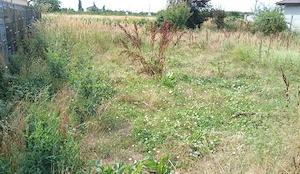 Teren intravilan--500 mp--Draganescu,Giurgiu--23m deschidere--19000 euro--negociabil - imagine 6